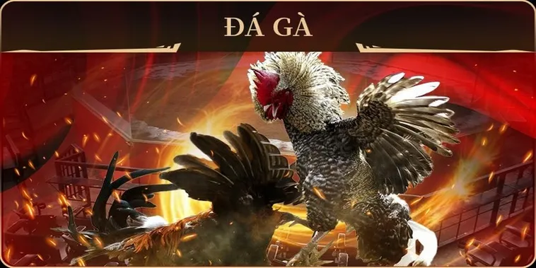 Cách Chơi Đá Gà GA28 Tại U888 Hiểu Luật Cược Và Chiến Thuật Hiệu Quả