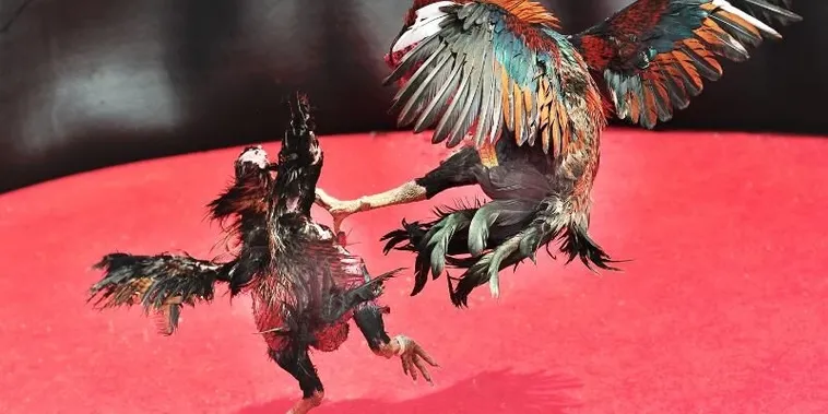 Cách Chơi Đá Gà Sabong Tại U888 Chi Tiết Với Kinh Nghiệm Cược Thắng Lớn