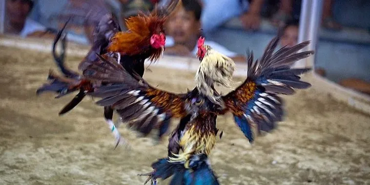 Cách Chơi Đá Gà Sabong Tại U888 Chi Tiết Với Kinh Nghiệm Cược Thắng Lớn