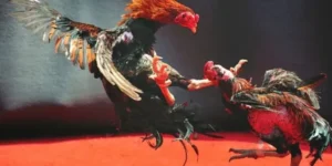 Cách Chơi Đá Gà WS168 Tại U888 Hướng Dẫn Đặt Kèo Và Mẹo Thắng Hiệu Quả